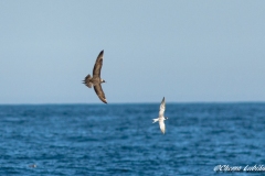 17-08-2013-Rota-S.P-593