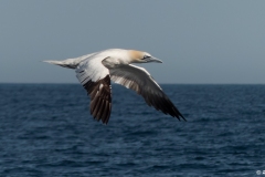 MORBAS38P©