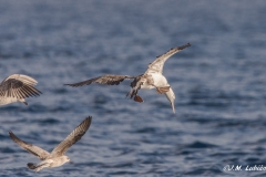 Pelagica-Chipiona-26-09-2021-RAW-292-2