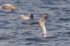 Pelagica-Chipiona-26-09-2021-RAW-293-2