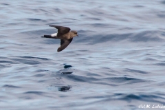 Pelagica-Chipiona-26-09-2021-RAW-687-2